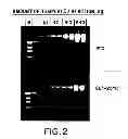Fig. 03 - STABLE COMPOSITIONS FOR NUCLEIC ACID AMPLIFICATION AND SEQUENCING