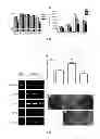 Fig. 03 - Method and applications of peptide-mediated mitochondrial delivery system