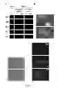 Fig. 04 - Method and applications of peptide-mediated mitochondrial delivery system