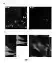 Fig. 07 - Method and applications of peptide-mediated mitochondrial delivery system
