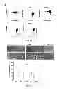 Fig. 08 - Method and applications of peptide-mediated mitochondrial delivery system