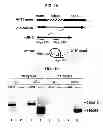 Fig. 02 - METHODS FOR ANALYZING LARIAT RNA