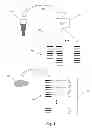 Fig. 02 - Detection and measurement of tissue-infiltrating lymphocytes