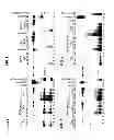 Fig. 02 - Method and Kit for Identifying Compounds Capable of Inhibiting Human Papilloma Virus Replication