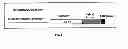 Fig. 04 - Method for promoting regeneration of pancreatic beta-cells by administering neurturin