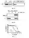 Fig. 16 - Na+/K+-ATPase-specific peptide inhibitors/activators of Src and Src family kinases