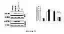 Fig. 33 - Nuclear receptor binding agents
