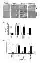Fig. 35 - Nuclear receptor binding agents