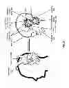 Fig. 07 - Modulating function of neural structures near the ear