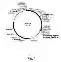 Fig. 02 - Polypeptides having lipase activity and polynucleotides encoding same