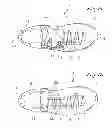 Fig. 10 - FOOTWEAR WITH IMPROVED TIGHTENING OF UPPER