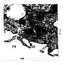 Fig. 07 - In vitro hepatic differentiation