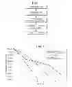 Fig. 02 - Composition for enzymatic debridement