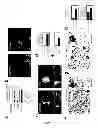 Fig. 08 - METHODS AND PHARMACEUTICAL COMPOSITIONS FOR THE TREATMENT OF HIV-1 INFECTIONS