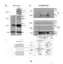 Fig. 02 - Method of purifying HIV/SIV Nef from exosomal fusion proteins