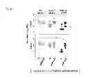 Fig. 26 - VACCINE COMPRISING BETA-HERPESVIRUS