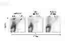 Fig. 29 - VACCINE COMPRISING BETA-HERPESVIRUS