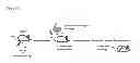 Fig. 31 - VACCINE COMPRISING BETA-HERPESVIRUS