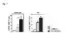 Fig. 37 - VACCINE COMPRISING BETA-HERPESVIRUS