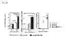 Fig. 43 - VACCINE COMPRISING BETA-HERPESVIRUS