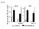 Fig. 67 - VACCINE COMPRISING BETA-HERPESVIRUS
