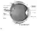Fig. 02 - METHOD OF REDUCING INCIDENCE OF INTRAOCULAR PRESSURE ASSOCIATED WITH INTRAOCULAR USE OF CORTICOSTEROIDS
