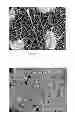 Fig. 03 - SUBSTRATES COMPRISING FROTHED BENEFIT AGENTS FOR ENHANCED SUBSTRATE BENEFITS
