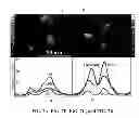 Fig. 06 - Compositions and Methods for Quantitative Histology, Calibration of Images in Fluorescence Microscopy, and ddTUNEL Analyses