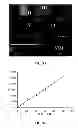 Fig. 08 - Compositions and Methods for Quantitative Histology, Calibration of Images in Fluorescence Microscopy, and ddTUNEL Analyses