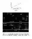 Fig. 09 - Compositions and Methods for Quantitative Histology, Calibration of Images in Fluorescence Microscopy, and ddTUNEL Analyses