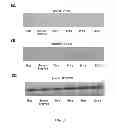 Fig. 09 - BIDIRECTIONAL PROMOTER REPORTER VECTOR FOR THE ANALYSIS OF DUAL REGULATORY ELEMENTS
