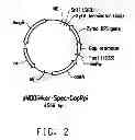 Fig. 03 - Pnp gene modification for improved xylose utilization in 