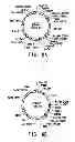 Fig. 13 - Pnp gene modification for improved xylose utilization in 