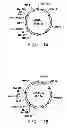 Fig. 19 - Pnp gene modification for improved xylose utilization in 