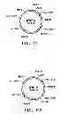 Fig. 20 - Pnp gene modification for improved xylose utilization in 