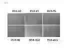 Fig. 02 - INDUCED PLURIPOTENT STEM CELLS PREPARED FROM HUMAN KIDNEY-DERIVED CELLS