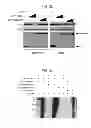 Fig. 08 - USE OF HADES AS TUMOR SUPPRESSOR TARGET