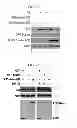 Fig. 09 - USE OF HADES AS TUMOR SUPPRESSOR TARGET
