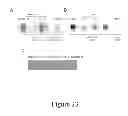 Fig. 24 - TRICYCLIC NECROSTATIN COMPOUNDS