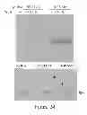 Fig. 25 - TRICYCLIC NECROSTATIN COMPOUNDS