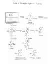 Fig. 02 - Clevidipine emulsion formulations containing antimicrobial agents