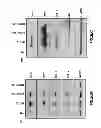 Fig. 35 - TG2 inhibitors and uses thereof