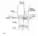 Fig. 02 - INCONTINENCE TREATMENT