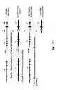 Fig. 06 - Humanized light chain mice