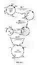 Fig. 11 - Humanized light chain mice