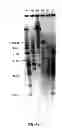 Fig. 12 - Humanized light chain mice