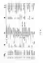 Fig. 16 - Humanized light chain mice