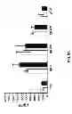 Fig. 19 - Humanized light chain mice