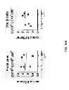 Fig. 31 - Humanized light chain mice