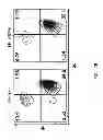 Fig. 35 - Humanized light chain mice